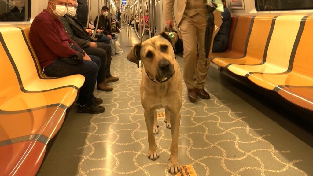 A stray dog named “Boji” has become a local celebrity after using buses, subways and ferries to travel across Turkey’s metropolitan city of Istanbul.